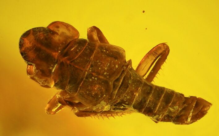 mm Fossil Cicada (Auchenorrhyncha) Nymph In Baltic Amber #123392